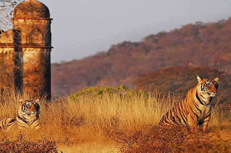 Ranthambore National Park