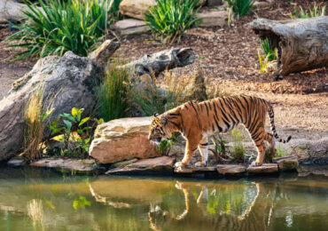 Sunderban National Park