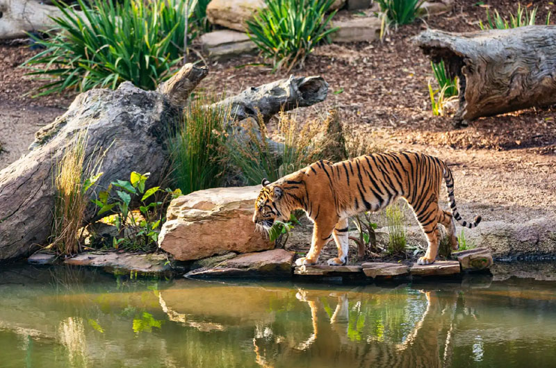 Sunderban National Park