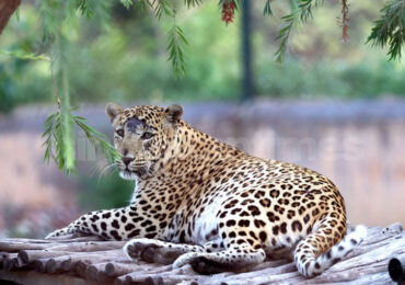 Tilyar Mini Zoo, Rohtak