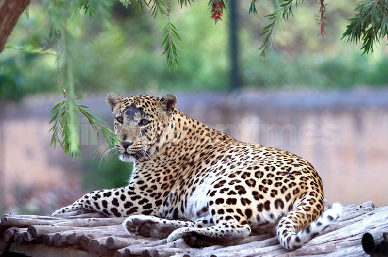 Tilyar Mini Zoo, Rohtak