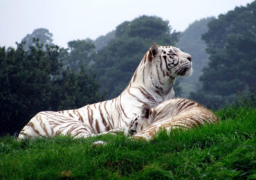 Van Vihar National Park