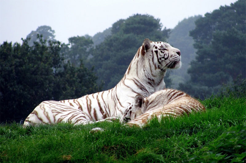 Van Vihar National Park