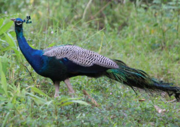 Zoological Garden, Alipore