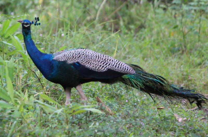 Zoological Garden, Alipore