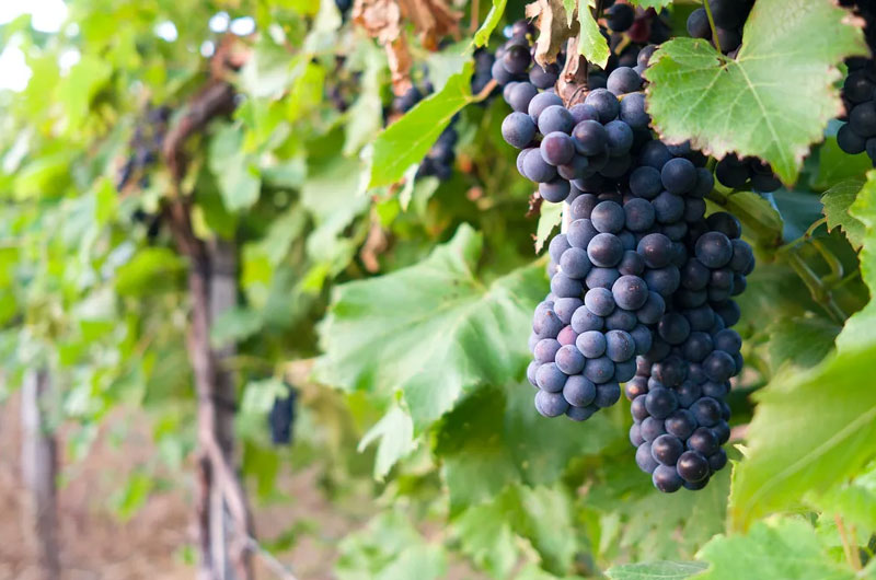 Hnahlan Known for its grape vineyards and wine production | Banasri Tourism Pvt Ltd | banasri.in