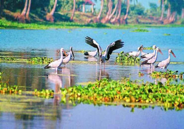 Kolleru Lake is a renowned bird sanctuary attracting migratory birds from around the world. | Banasri Tourism Private Limited | banasri.in