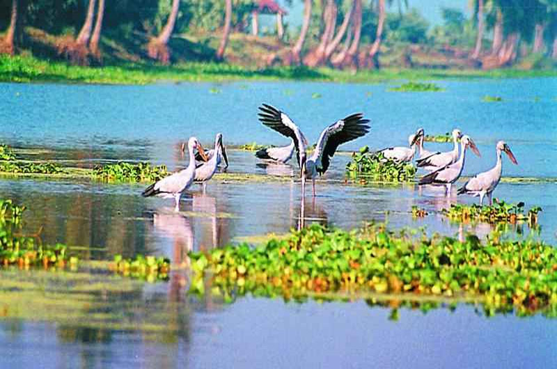 Kolleru Lake is a renowned bird sanctuary attracting migratory birds from around the world. | Banasri Tourism Private Limited | banasri.in