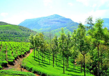 Munnar Kerala | Banasri Tourism Private Limited