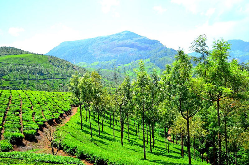 Munnar Kerala | Banasri Tourism Private Limited