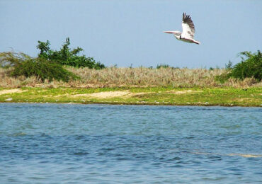 Pulicat Lake is a bird watcher's paradise | Banasri Tourism Private Limited | banasri.in