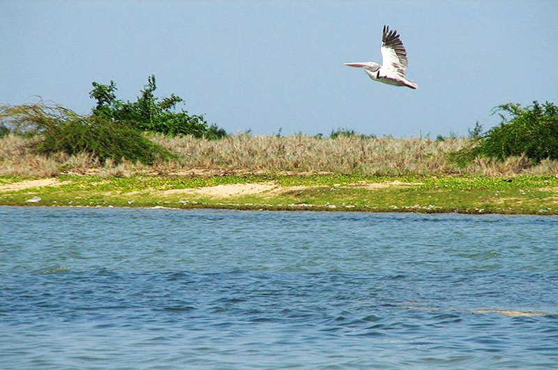 Pulicat Lake is a bird watcher's paradise | Banasri Tourism Private Limited | banasri.in